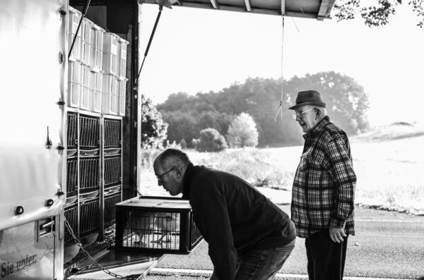 Zwei Weiße, zwei Schwarze, zwei Sussex - Christian Schlingmann (l.) stellt die Hühnerlieferung für Reinhard Kirbs zusammen (Foto: Andreas Batke)